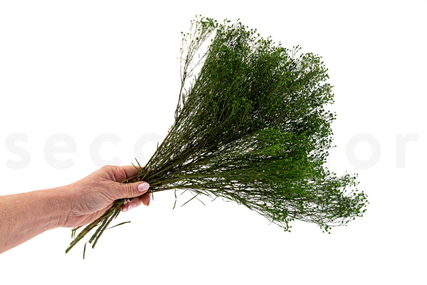 Broom stabilisé - Vert