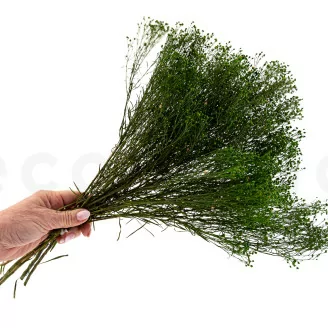Broom preservado - Verde
