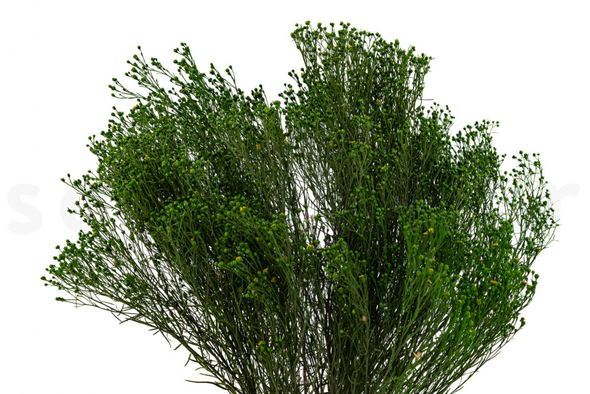 Broom stabilisé - Vert