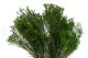 Broom stabilizzato Verde 6