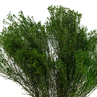 Broom preservado - Verde