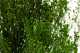 Broom stabilisé - Vert 2