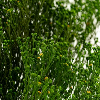 Broom stabilizzato Verde