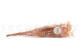 Schleierkraut Stabilisiert - Pastel Pink 9
