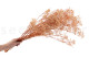 Schleierkraut Stabilisiert - Pastel Pink 3