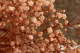 Schleierkraut Stabilisiert - Pastel Pink 2