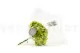 Ortensia stabilizzata Verde Pistacchio 9