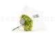 Stabilized Hydrangea - Green Pistachio 9