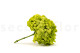 Stabilized Hydrangea - Green Pistachio 4