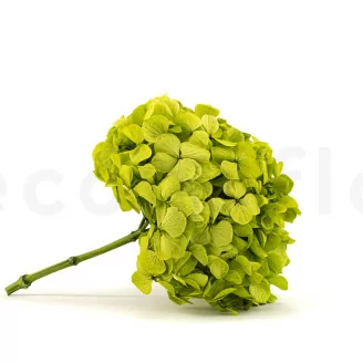 Hortensia stabilis&eacute; Vert Pistache