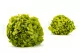 Ortensia stabilizzata Verde Pistacchio 7