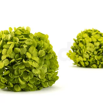 Hortensia stabilis&eacute; Vert Pistache