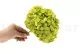 Ortensia stabilizzata Verde Pistacchio 3