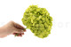 Stabilized Hydrangea - Green Pistachio 3