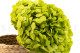 Stabilized Hydrangea - Green Pistachio 8