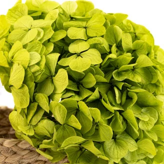 Hortensia stabilis&eacute; Vert Pistache
