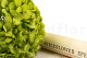 Stabilized Hydrangea - Green Pistachio 2