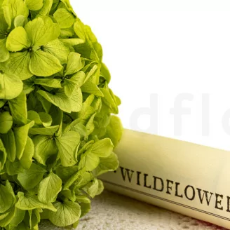 Hortensia preservado Verde Pistacho