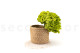 Stabilized Hydrangea - Green Pistachio 6