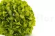 Ortensia stabilizzata Verde Pistacchio 5