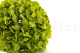 Stabilized Hydrangea - Green Pistachio 5