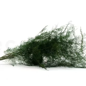 Esparraguera plumosa (Helecho plumoso) preservado