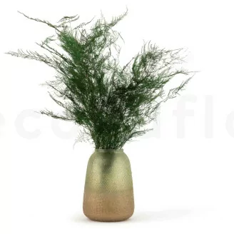 Konservierter Asparagus Plumosus