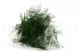 Esparraguera plumosa (Helecho plumoso) preservado 5