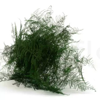 Preserved Asparagus Plumosus