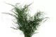 Esparraguera plumosa (Helecho plumoso) preservado 6