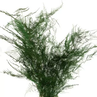 Konservierter Asparagus Plumosus