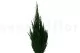 Preserved Cypress 7