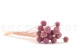 Billy Buttons Preserved - Bouquet - Lavender Lane 8