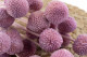 Billy Buttons Preserved - Bouquet - Lavender Lane 2