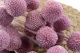 Craspedia preservada Lavender Lane 2