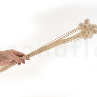 Craspedia stabilis&eacute; Meringue