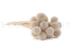 Craspedia preservada - Ramo - Meringue 7