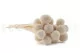 Craspedia stabilis&eacute; Meringue 7