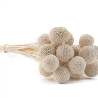 Craspedia preservata Meringue
