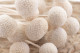 Craspedia preservada - Ramo - Meringue 2