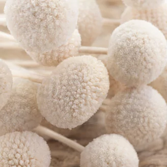 Craspedia stabilis&eacute; Meringue