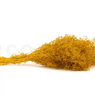 Preserved Mini Gypsophila Honey Yellow