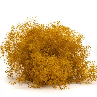 Preserved Mini Gypsophila Honey Yellow