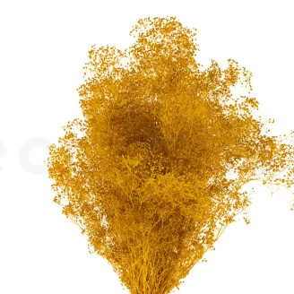 Preserved Mini Gypsophila Honey Yellow