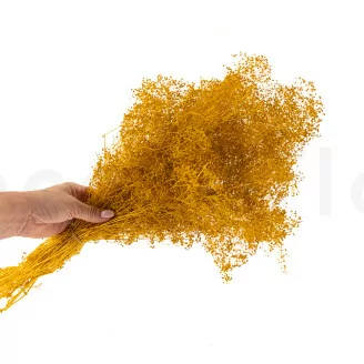 Preserved Mini Gypsophila Honey Yellow