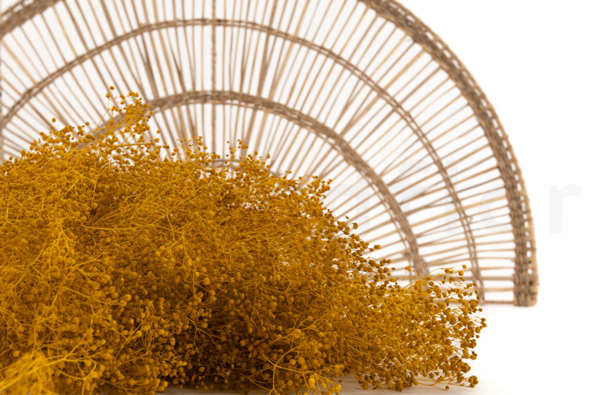 Mini Gypsophila Stabilized - Honey Yellow