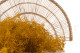 Gypsophile Mini Stabilisé - Honey Yellow 2