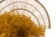 Konserviertes Mini-Schleierkraut Honey Yellow 2