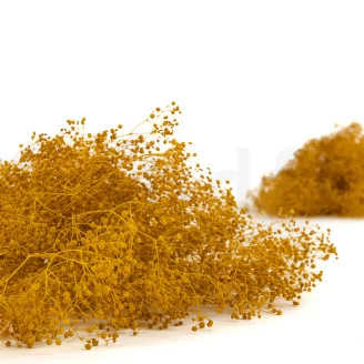 Konserviertes Mini-Schleierkraut Honey Yellow