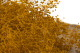 Gypsophile Mini Stabilisé - Honey Yellow 4